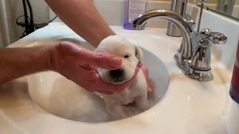 Charlie the Lab puppy has his first bath!