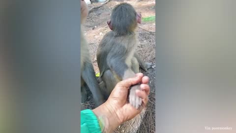 Monkeys are people too