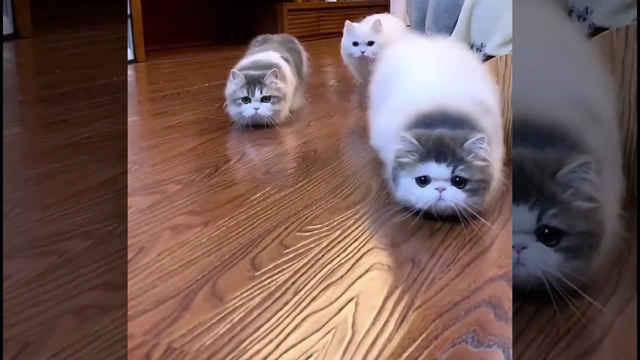 Baby Cats A Collection of Adorable and Funny Cat Videos