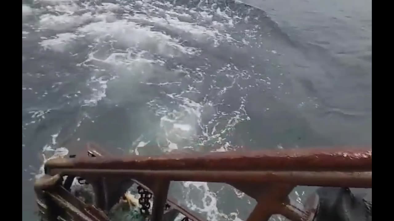 feeding tuna in the high seas