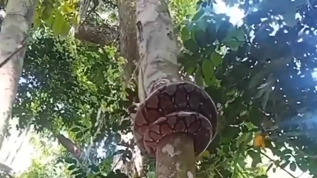 Big snake on the tree