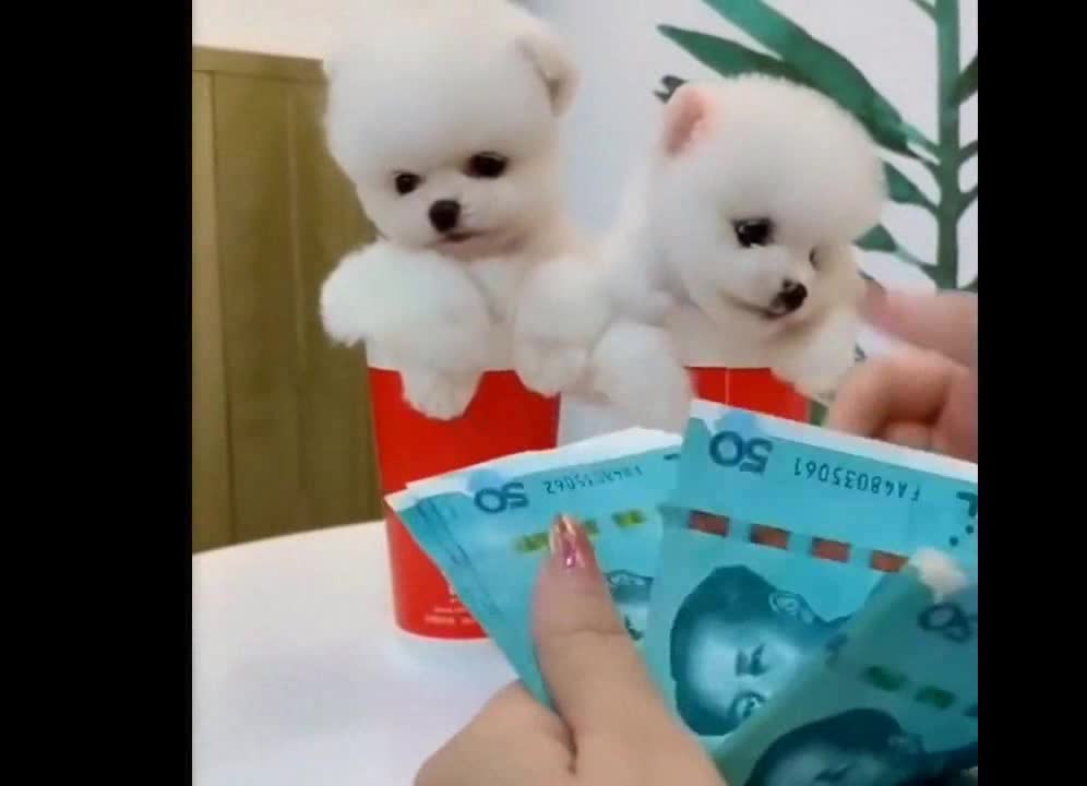 Most Famous Cute Pomeranian Compilation 2021