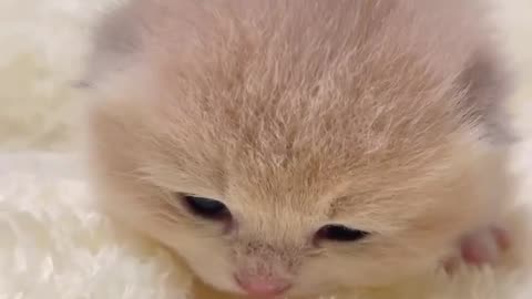 Cats 🐱