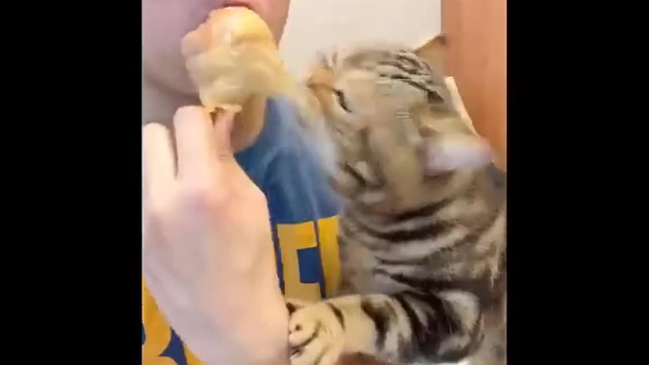 Lot of Laugh funniest Cat ever