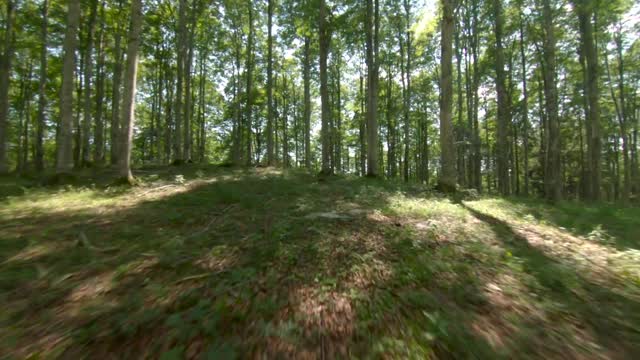 drone through the woods