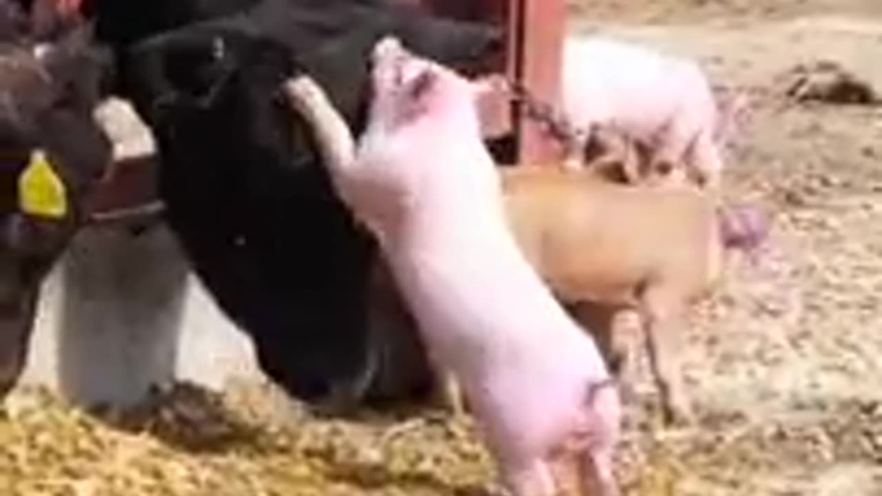 Funny Animals fails😹 #Shorts