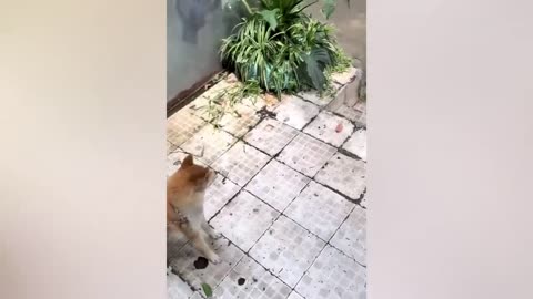 Funny Animals 2023😀Funny Dogs and Cat Videos🐶🐱