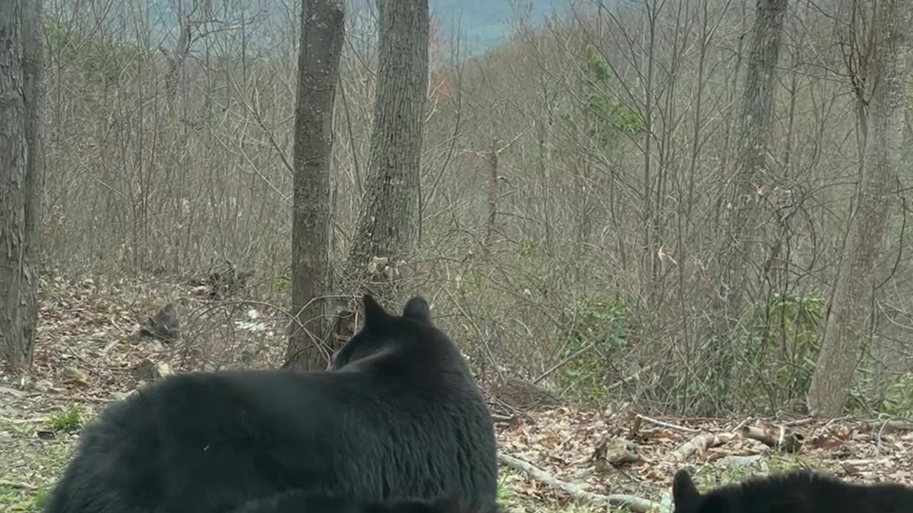 Bear Cub Tries to Open Car Door