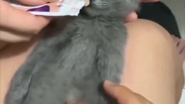 Funny catš„°