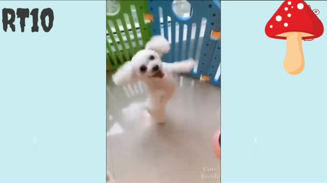 You will laugh at all the DOGS 🤣 Funny DOG Videos 😂🐶