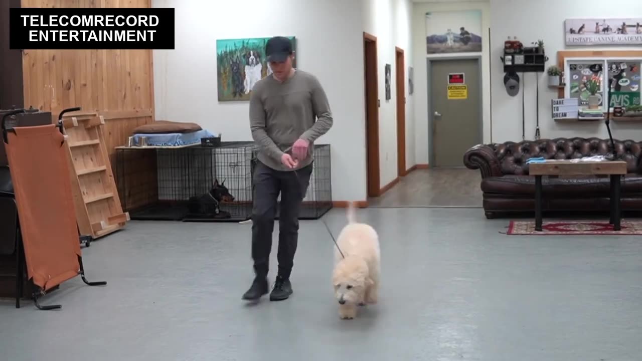 TEACHING ANY DOG HOW TO WALK ON A LEASH , (4-MINUTE DOG TRAINING RESULTS.)__2022..