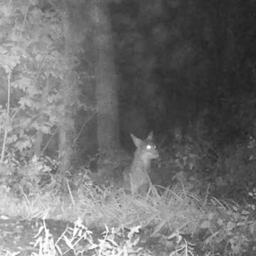 EA S42 - Jumpy the Coyote