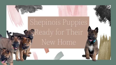 Shepinois Puppies for Sale