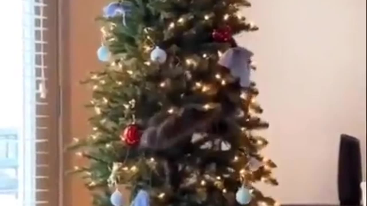 Cats vs Christmas