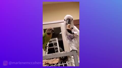 OMG SO CUTE! Funny Parrot Compilation