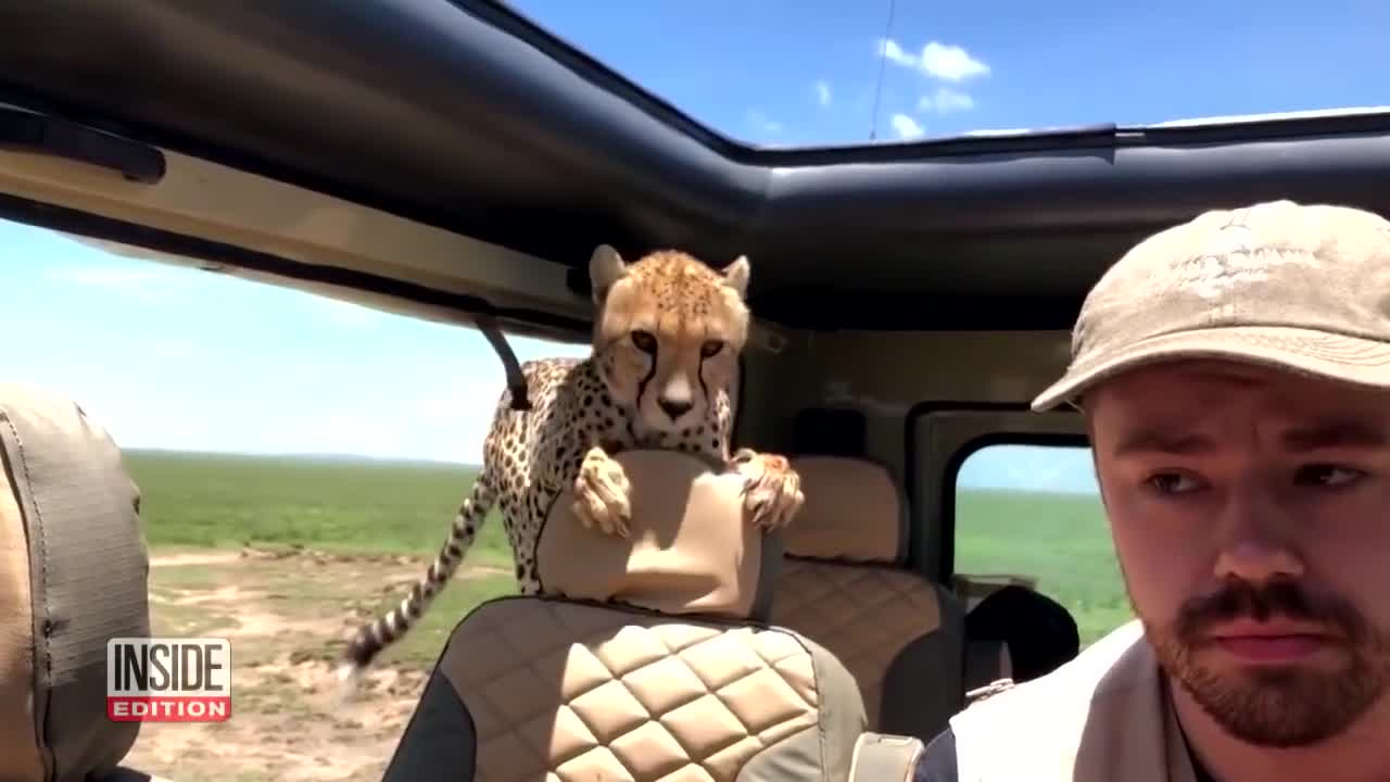 Cheetah invades Safari tour vehicle