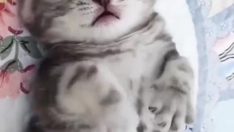 Cat funny TikTok video