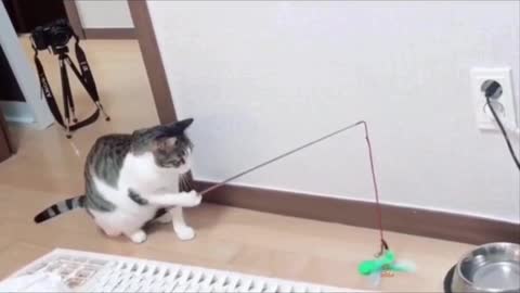 Compilation of Funny and Cute Animal Videos: Best Talent | Aww Animals