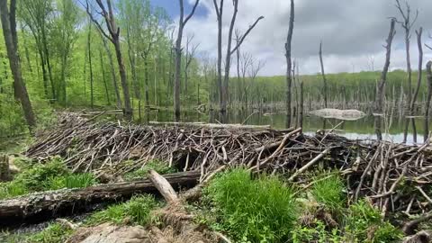 CAN YOU BELIEVE THIS BEAVER DAM? #engineering