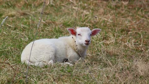 Lambs And Literacy