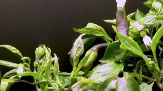 Growing chili Timelapse #chili #timelapse #amazing #plants #viral #foryou #fyp