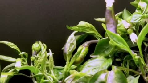 Growing chili Timelapse #chili #timelapse #amazing #plants #viral #foryou #fyp