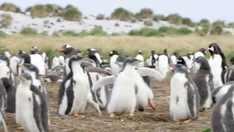 ⁣What happens when a baby penguin gets hungry?