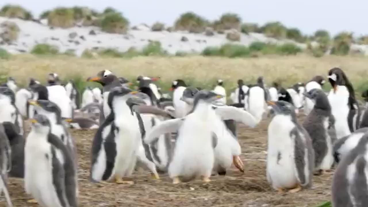 ⁣What happens when a baby penguin gets hungry?