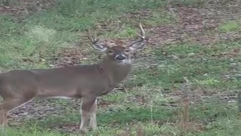 MEH *bang* "Drop, buddy" #deerseason #hunting