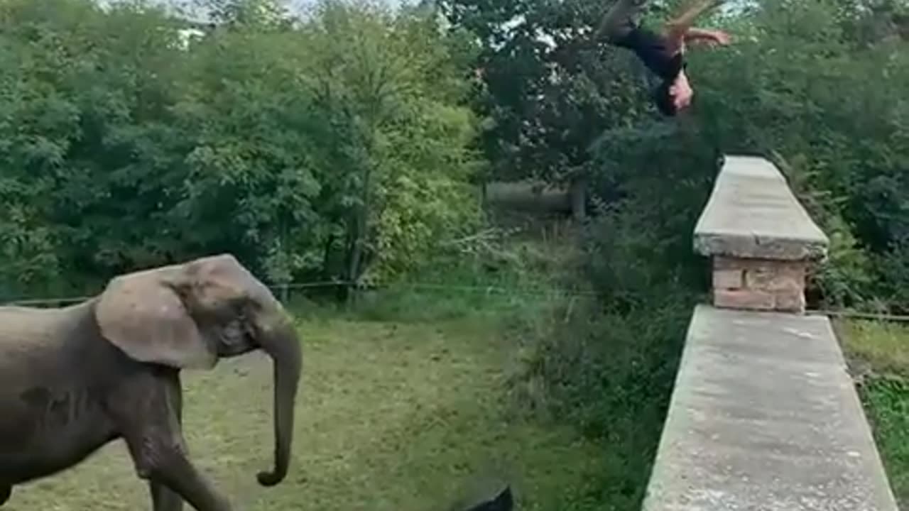 dude backflips onto wall after being catapulted by elephant.