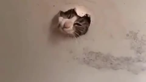 Alien cat