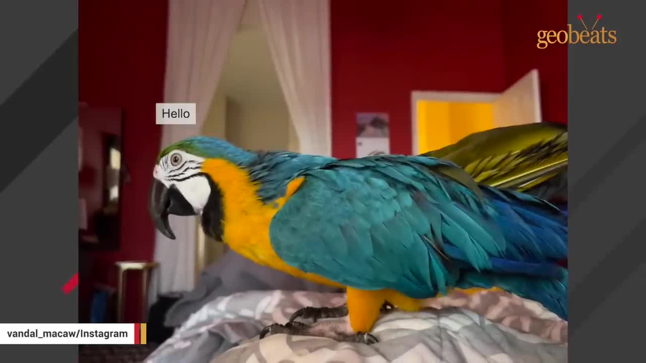 No one wanted this 'crazy' shelter parrot