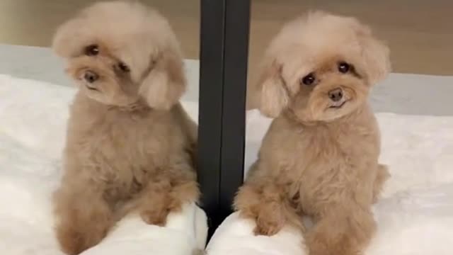 Effect #foryou #fyp #challenge #tiktok #reverse #dog #trick #무한루프 #킴미소 #dogs