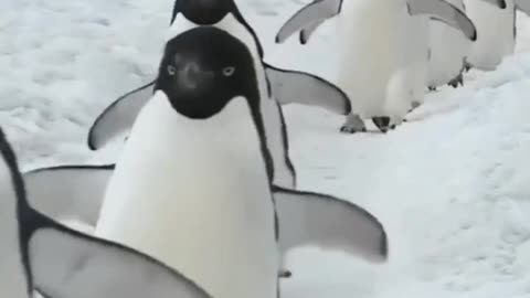 Penguin In Snow