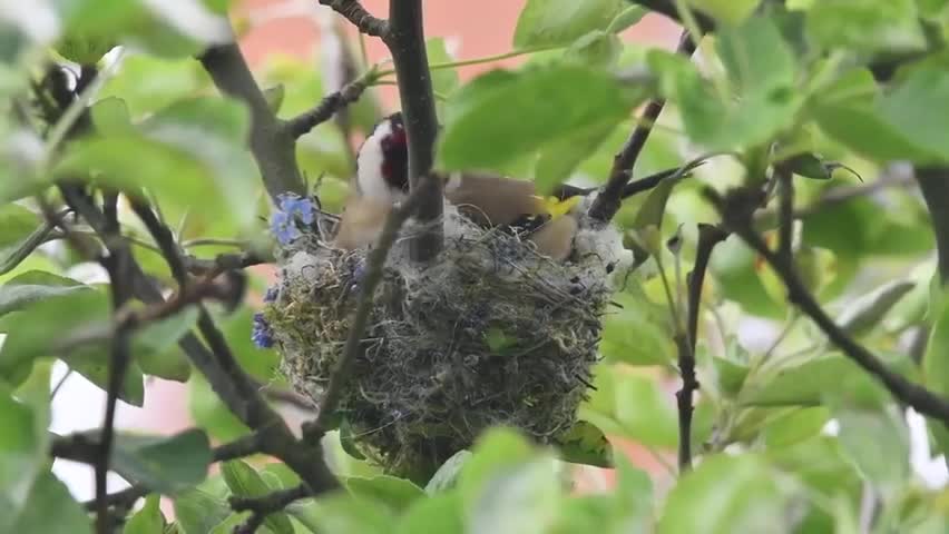 Beautiful bird sounds in the world9