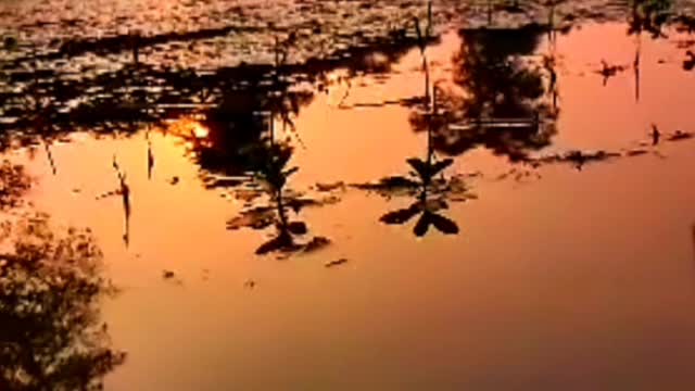 pond amazing video