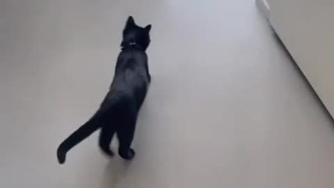 Funny cat dog animal videos on Instagram Tiktok #shorts #funnyanimals #مضحك