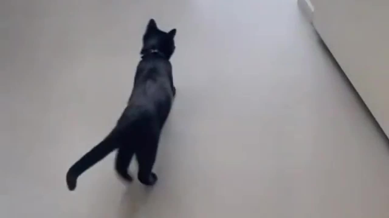 Funny cat dog animal videos on Instagram Tiktok #shorts #funnyanimals #مضحك