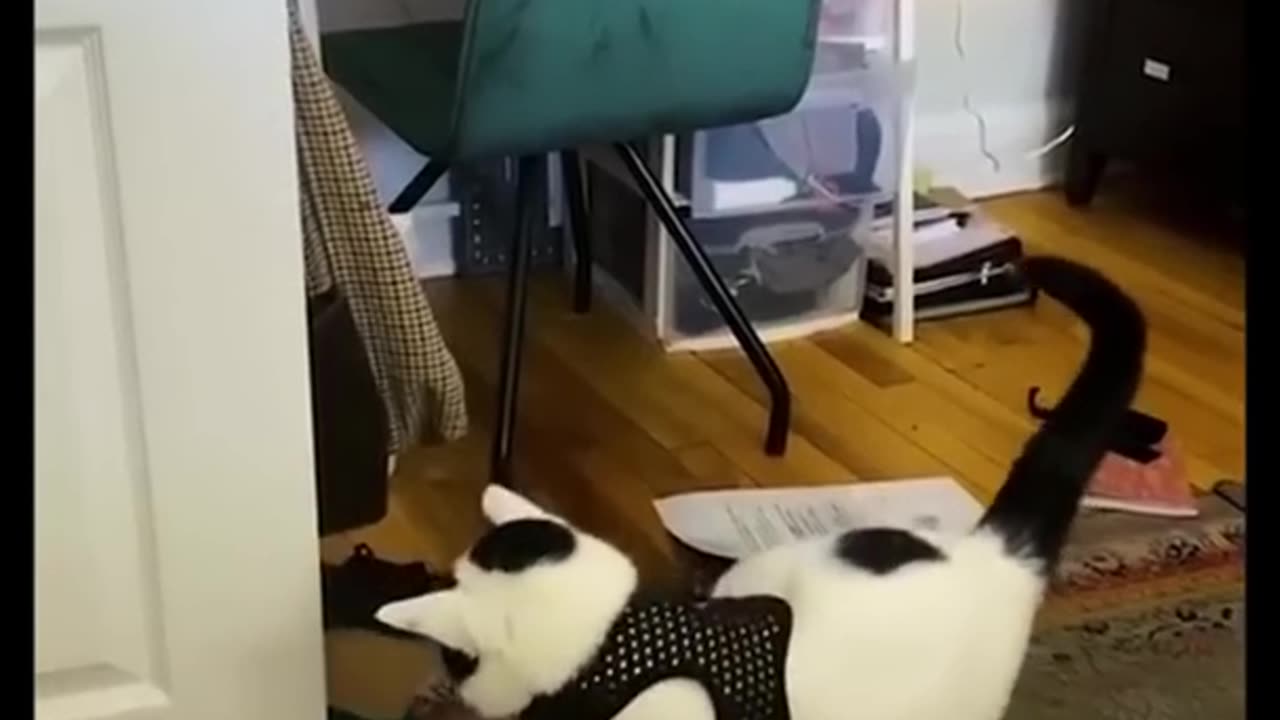 Funny dogs/ dogs memes / memes/funny moments