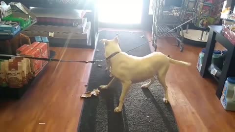 Foster of freedom dog rescue Ottawa