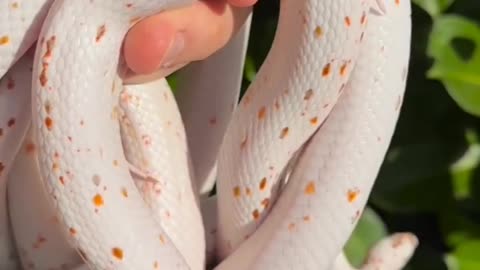 Huge snake 🐍
