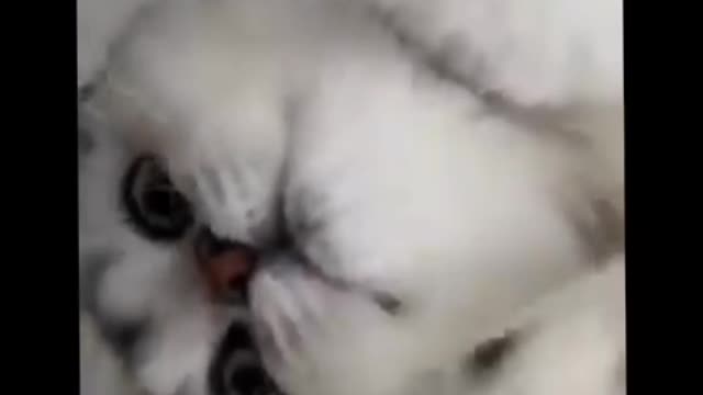 Cute cat videos 😹 funny videos 😂