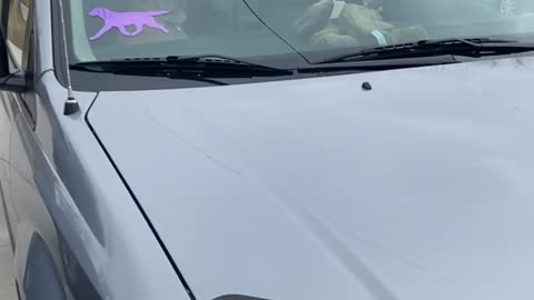 Stumbling Upon a Dog Wearing Sunglasses in a Car