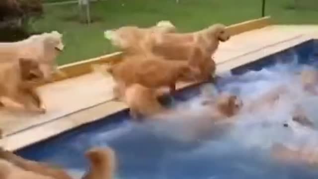 DOG POOL PARTY