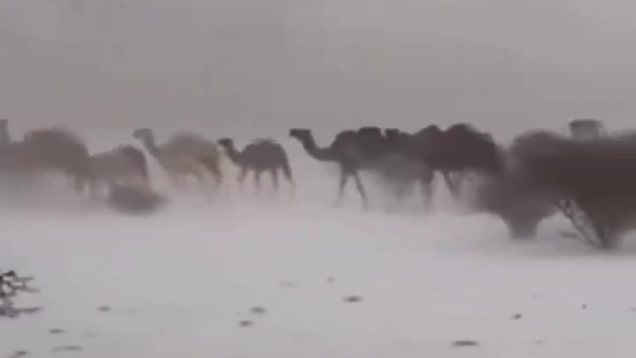 Arabian Peninsula camels amidst the white snow in the Saudi Arabian desert