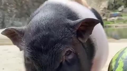 Funny Animals Video #6