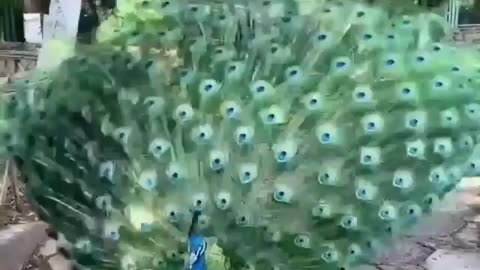Burung merak cantik