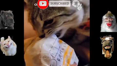 CUTE DOGS AND CATS ARE DOING FUNNY THINGS 😂 YOU SHOULD WATCH THIS VIDEO TILL END