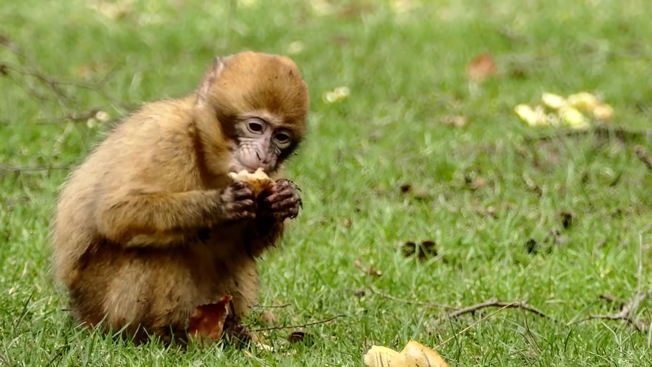 Beautiful Birds and flowers videos along with relaxing music