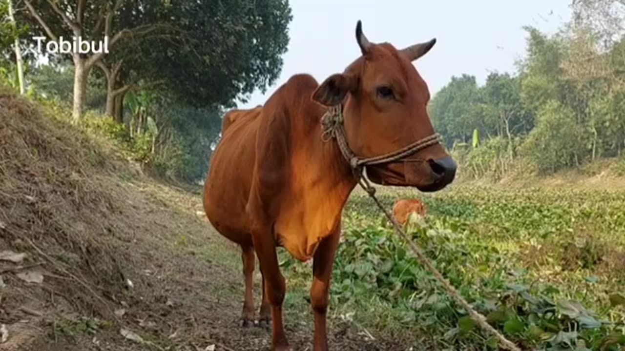 Explore the enchanting world of animal sounds in this mesmerizing video collection!